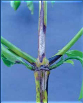 Esporulações do fungo Patógeno: Pseudomonas syringae pv.