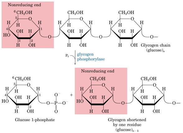 A glicogênio fosforilase inicia a glicogenólise por remoção de resíduos do terminal não-redutor (Fosforólise