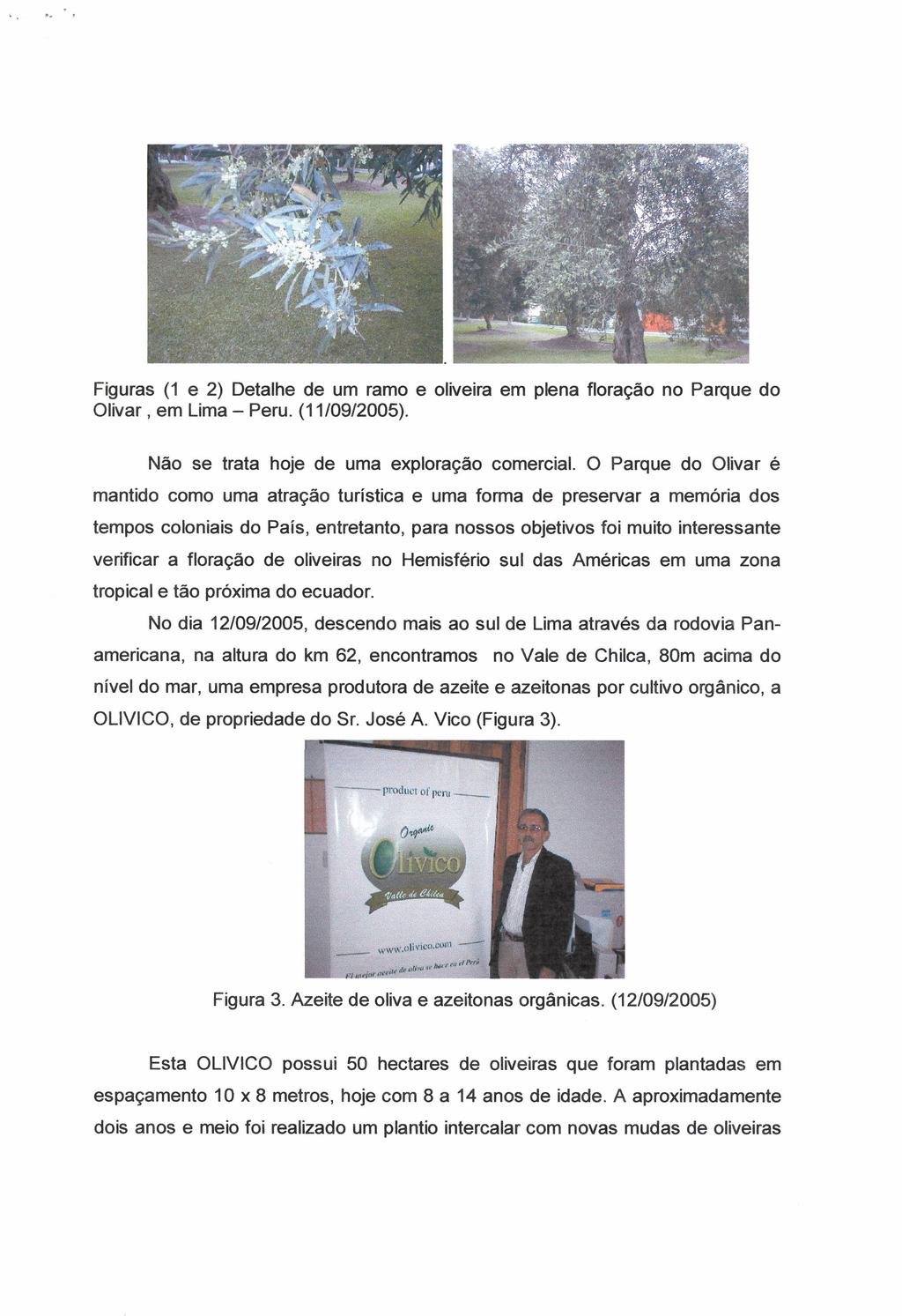 Figuras (1 e 2) Detalhe de um ramo e oliveira em plena f1oração no Parque do Olivar, em Lima - Peru. (11/09/2005). Não se trata hoje de uma exploração comercial.