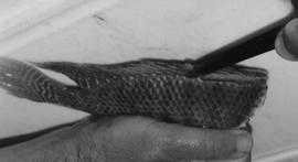 Filleting processing F 1 (WFS): filleting of whole fish () and skinning of the fillet with knife ().