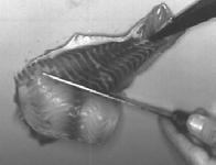 Figure 2 - Filleting processing F 2 (WSF): skinning of whole fish with pliers () and felleting ().