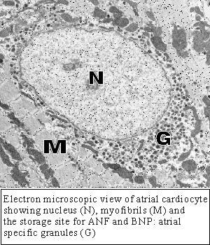 São células secretoras: As fibras atriais cardíacas vistas ao MET mostram uma região justanuclear rica em grânulos contendo hormônios diuréticos: Fator natriurético atrial (ANF) Fator natriurético