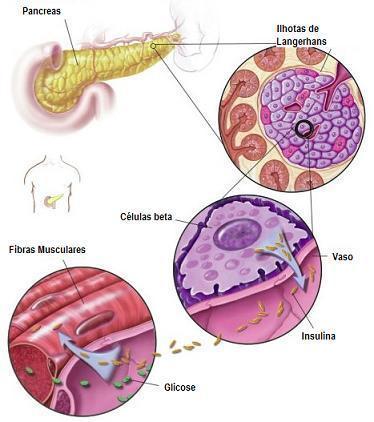 (células adiposas e células musculares) Glicemia (penetração da