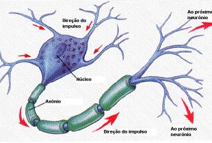 neurotransmissor - acetilcolina); Membrana pré-sinaptica (axônio): libera Neurotransmissor; Membrana pós-sináptica (célula seguinte): contém receptores para os neurotransmissores; Resposta da