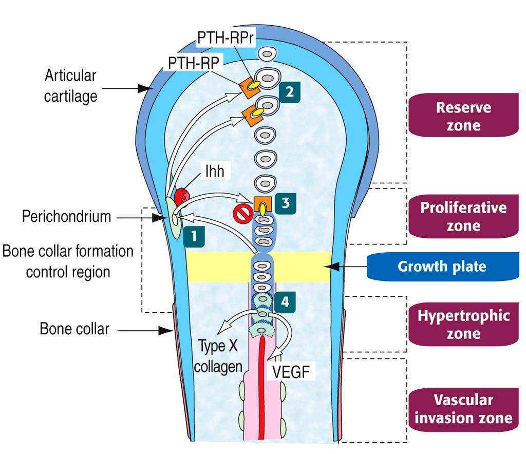 Ação do PTH-RP na manutenção da cartilagem de conjugação Ihh-