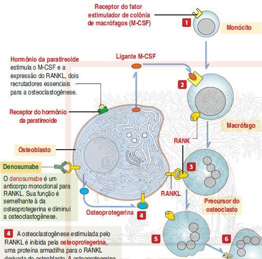 PTH estimula a