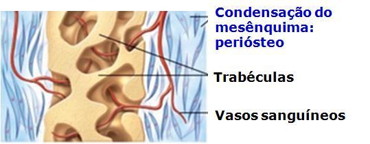 3) 4) Ossificação Intramembranosa 1.