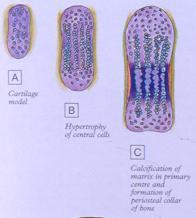 Ossificação Endocondral endocondral interior de um modelo cartilagem hialina Modelo cartilaginoso Hipertrofia