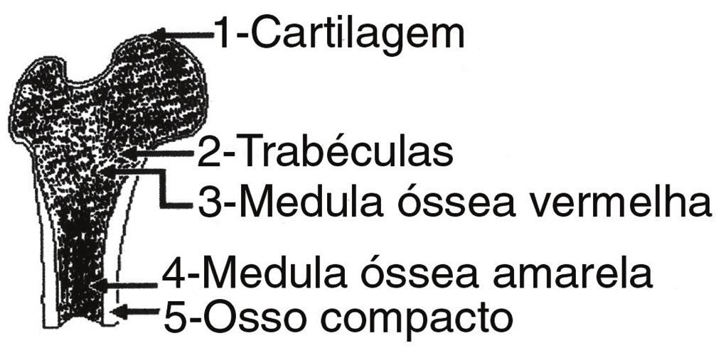 Proposto 1) (PUC) Observe a figura a seguir. O osso é também tecido vivo, apresentando certa complexidade em sua estrutura.