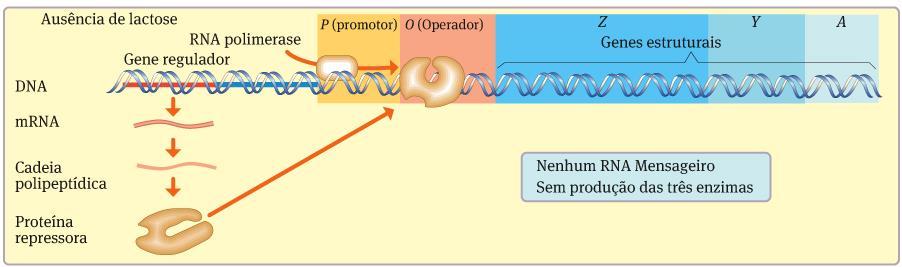 Regulação da expressão génica: controlo da transcrição Gene que codifica a proteína repressora. O promotor permite a ligação da RNA polimerase.
