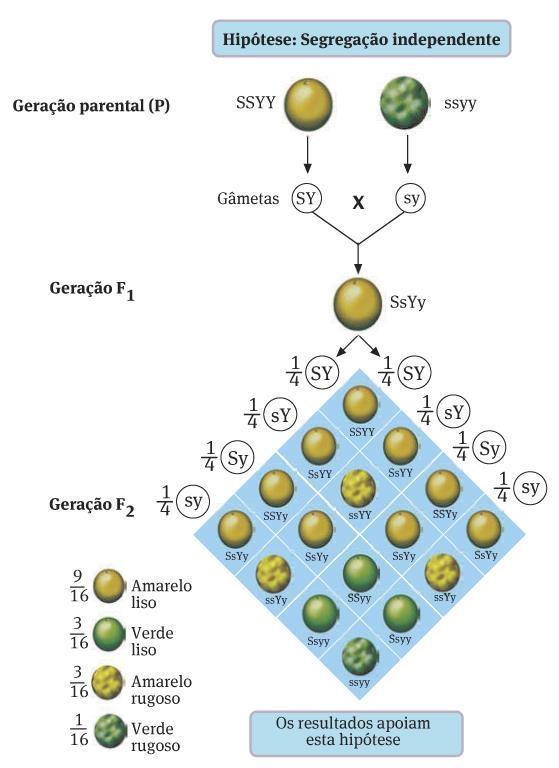 Transmissão de duas características diibridismo Segunda Lei de Mendel Alelos de diferentes pares de genes sofrem segregação