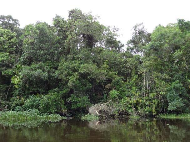 Ponto 332 Município - Localização Bertioga Rio Itapanhaú, Km 24,0 Tipo de Intervenção Redução de vazão do rio Itapanhaú Coordenadas Geográficas 23 k 389325.22 m E 7368043.