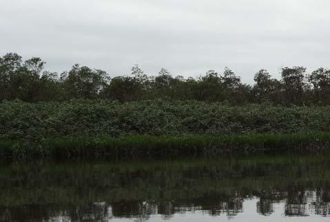 Manguezal Margem direita, sentido foz Myrcia spp., Eugenia spp., Syagrus cf. pseudococos, Andira sp., Phylodendron spp.