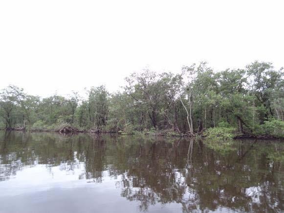 Ponto 344 e 345 Município - Localização Bertioga Rio Itapanhaú, Km 7,0 (344) e Km 4,2 (345) Tipo de Intervenção Redução de vazão do rio Itapanhaú Coordenadas Geográficas 23 k 382568.85 m E 7363862.