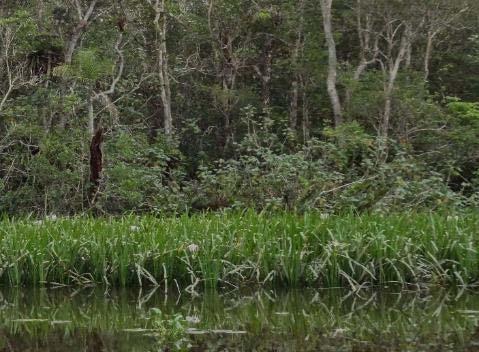 Floresta Alta de Restinga Úmida Floresta Alta