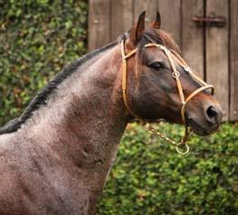 Cavalo refinador, de excelente temperamento e funcionalidade. Vendedores: Infinito, Barulho e Campana.