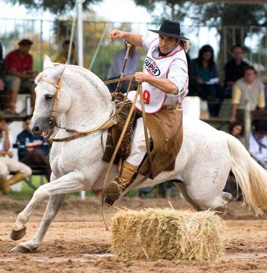 08 El Trapiche Vina Nueva II dos Pagos SBB B111603 RP 113 GATEADA 22/02/1993 FÊMEA Chilena pura; Irmã paterna dos Freios de Ouro, Ganadeiro da Harmonia, Candidato Simpatia e Alcalina 441