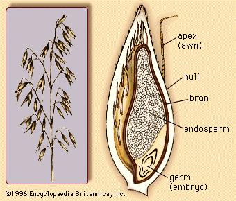 MONOCOTILEDÓNEAS GLUMIFLORAS GRAMÍNEAS (sin.