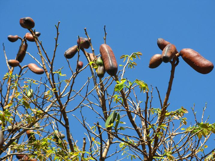 CHÁ DE CASCA DE JATOBA Prostatite Lave e deixe cozinhar por 10 minutos 2