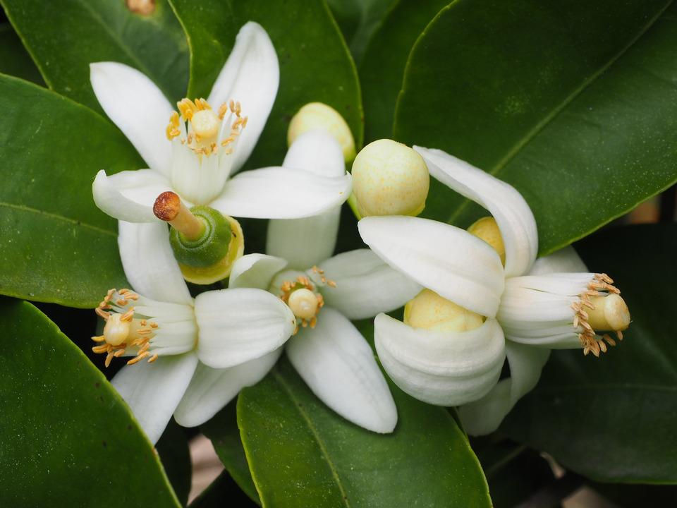 CHÁ DE FLOR DE LARANJEIRA Ansiedade, Nervosismo e Depressão. Coloque 1 colher de sopa de flores em 1 xicara de cha. Adicione água fervente.