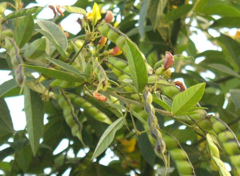 Pode adoça-lo com mel. CHÁ DE GUANDU Tosse, Bronquite e Inflamação na garganta.