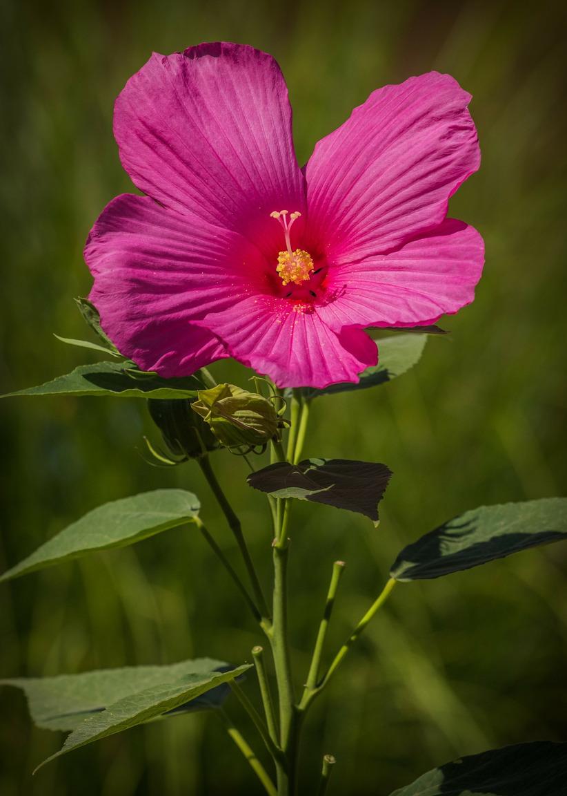 CHÁ DE HEBISCO Digestivo Estomacal,Refrescante Intestinal Diurético. Coloque 1 colher de sopa de flores picadas em 1 xícara de chá e adicione água fervente.