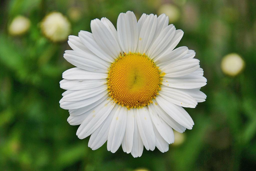 CHÁ DE MARGARIDA Abscessos, Asma Brônquica e Bronquite crônica.