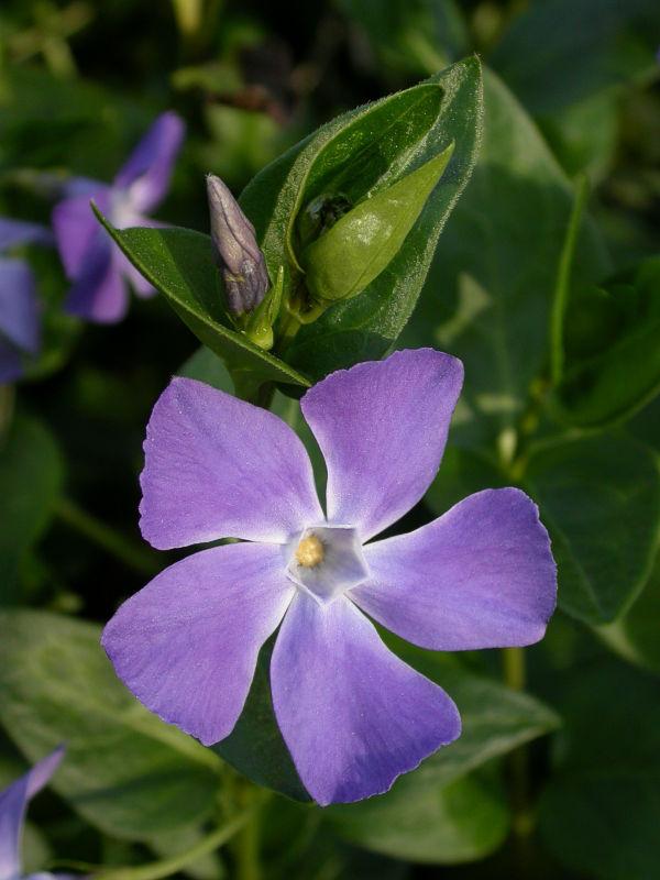 CHÁ DE VINCA MENOR Adstringente interno e externo, controla o fluxo menstrual excessivo.