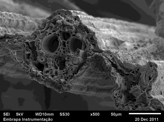 Figura 2: Microscopia de varredura eletrônica (corte transversal) das folhas - Brachiaria Brizantha cv Marandú e Panicum Maximum cv Mombaça Figura 3: