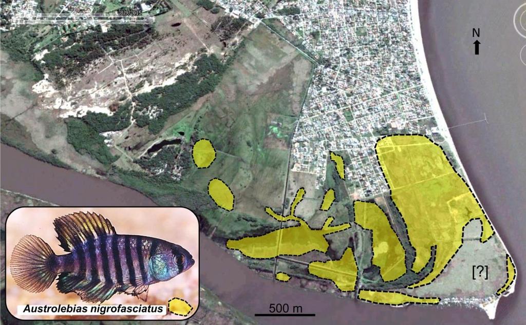 Figura 9 - Distribuição de A. nigrofasciatus no Pontal da Barra (mancha amarela com contorno tracejado). Fonte: Google Earth (editado pelos autores). Crédito da foto: Norberto Jaeger.