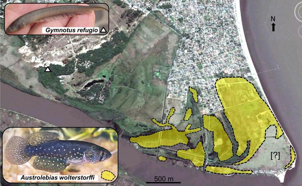 Figura 10 - Distribuição de Austrolebias wolterstorffi (mancha amarela com contorno tracejado) e Gymnotus refugio (triângulo) no Pontal da Barra. Fonte: Google Earth (editado pelos autores).