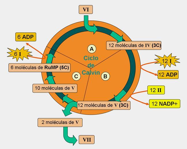 (Peso 1,5) 7 Muitos estudiosos acreditavam que as reações de fixação de CO 2 eram independentes da luz, e elas foram denominadas de reações do escuro.