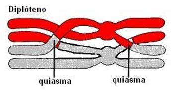 que são ligação entre os cromossomos homólogos.