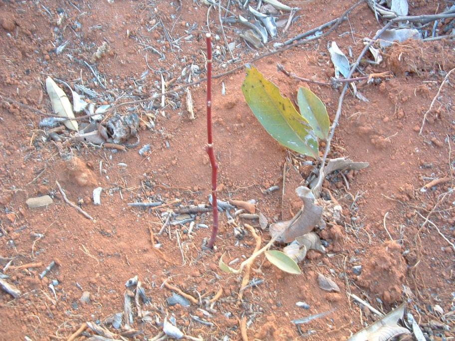 Danos Causados em Mudas Florestais