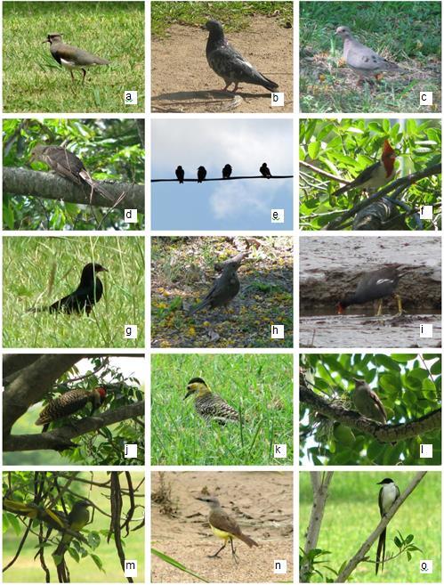 a 178 Figura 3 - Espécies da avifauna registradas no Parque Marinha do Brasil, Porto Alegre, RS.