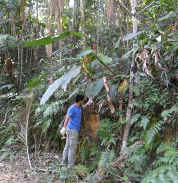 Logo após, ao ponto de coleta existe uma bifurcação na trilha, formando uma trilha secundária, com