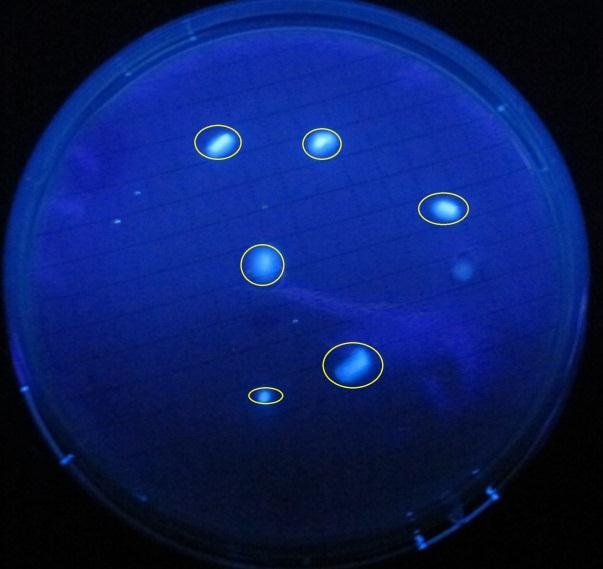 fluorogênico: 0,05 Agar: 15,00 A placa é incubada a 35±1 C por 24 horas. Após esse período, faz-se então a leitura.