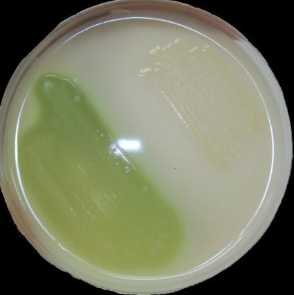 3.5.1 Confirmação da Pseudomonas aeruginosa em Agar leite Após a contagem e o registro do número de colônias típicas de Pseudomonas aeruginosa, selecionar um número adequado de colônias (1 a 4) para