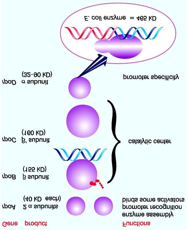 RNA polimerase de E.