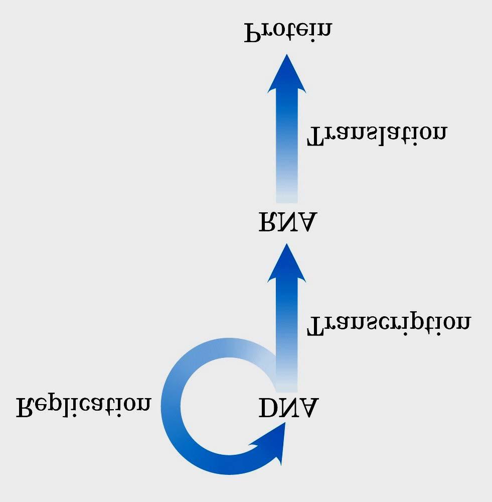 Replicação Transcrição Reversa Replicação de RNA Proteína Transcrição Tradução --Processo para para síntese de de todos os os RNAs da da célula -Reflete