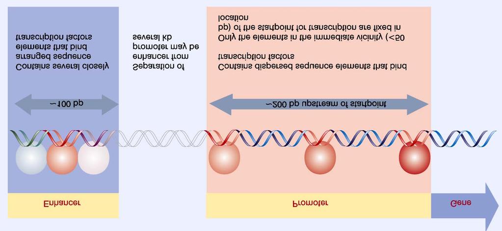 Estrutura típica de um gene