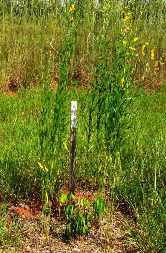 Método de plantio das mudas Foto 02 - Muda de Ingá (Inga marginata) plantada em campo. Notar capim seco ao redor para reter a umidade no solo. Crotalaria juncea (flores amarelas) em volta da muda.