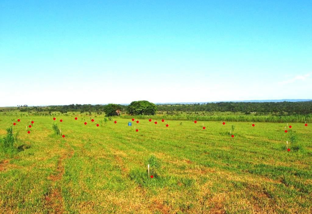 Foto 03 Parte da área de implantação do SSP após roçada com trator. Os pontos em vermelho correspondem à localização das mudas.