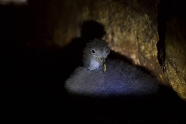 Sociedade Portuguesa para o Estudo das Aves LIFE Berlengas (2014-2018)