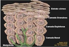 Camada Basal ou germinativa Renovação epiderme Melanócitos e queratinócitos Camada espinhosa Coesão entre as células epidermicas Resistência ao