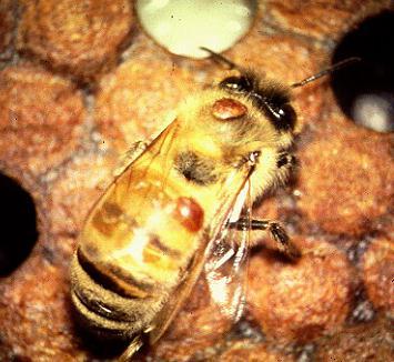 Doenças e Parasitas de Abelhas VARROATOSE Agente causador: ÁCARO ECTOPARASITA Varroa destructor (HAPLÓTIPOS J E K)
