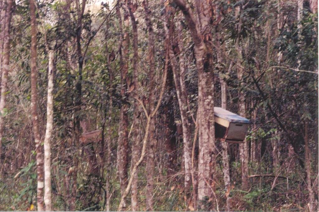 CAPTURA DE ENXAMES VANTAGENS: -facilita aumentar os apiários -reduz número colônias silvestres DESVANTAGENS: