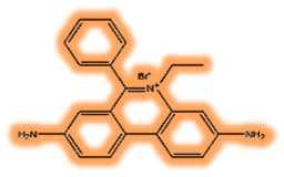 Visualização dos fragmentos Intercalantes de DNA A T