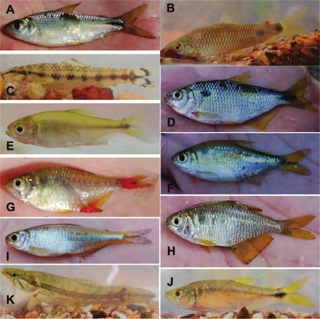 Cyprinodontiformes foi representado por quatro espécies (4,8%), Clupeiformes e Tetraodontiformes, por três espécies cada (3,6%), Pleuronectiformes por duas ( 2, 4 % ) e G y m n o t i f o r m e s, M u