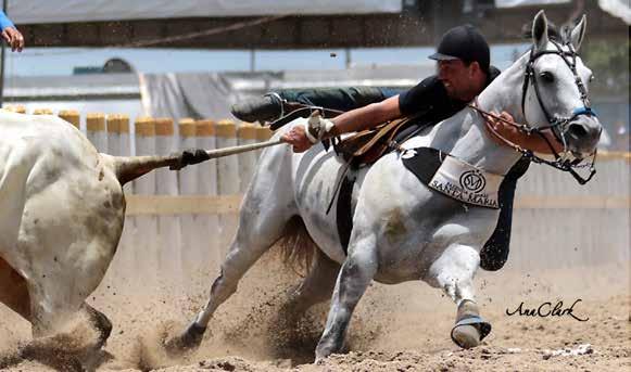 Um dos melhores animais de Puxar nos Circuito ALQM e ASQM de Vaquejada 2017.